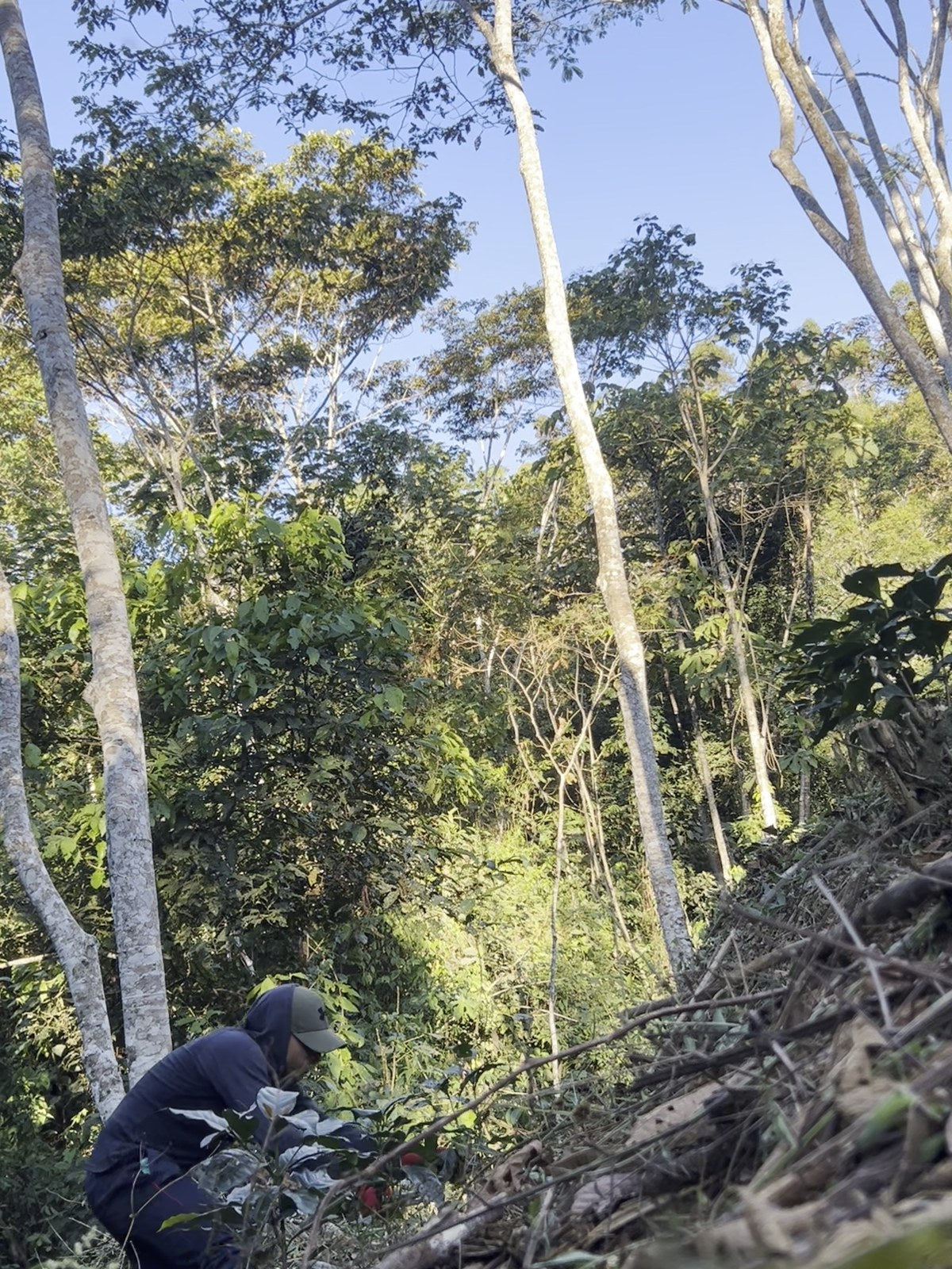 Poda de mantenimiento en la ladera del cafetal