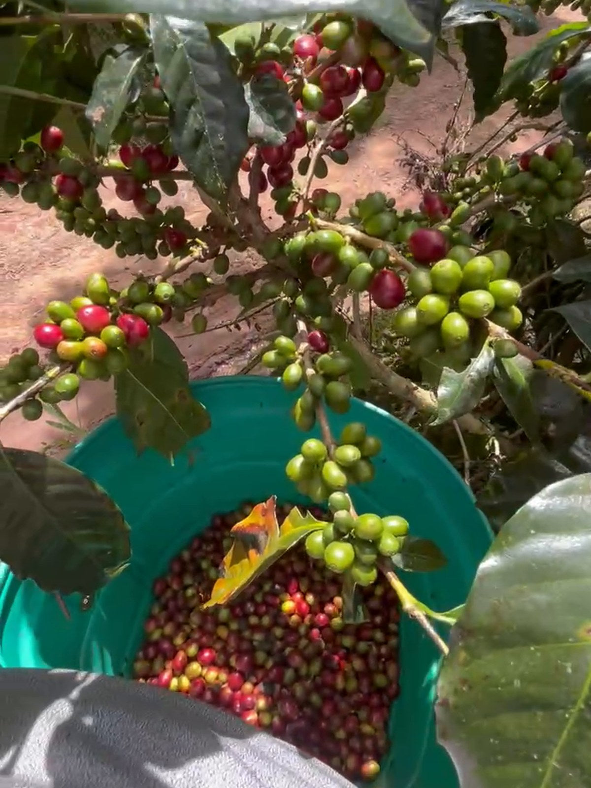 Balde con cerezas rojas recién cosechadas
