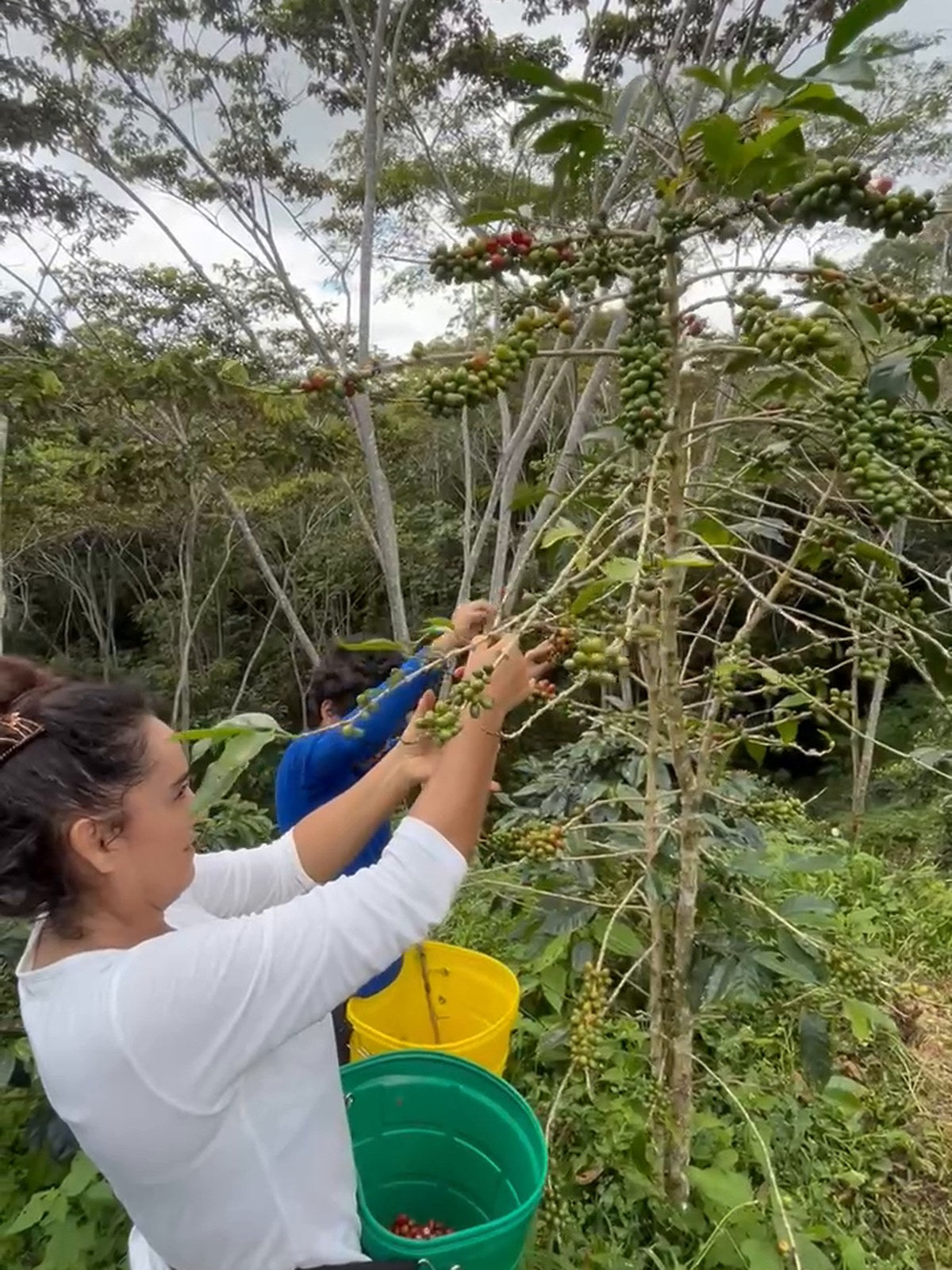 Cosecha a mano de cerezas maduras en la finca de Palomar
