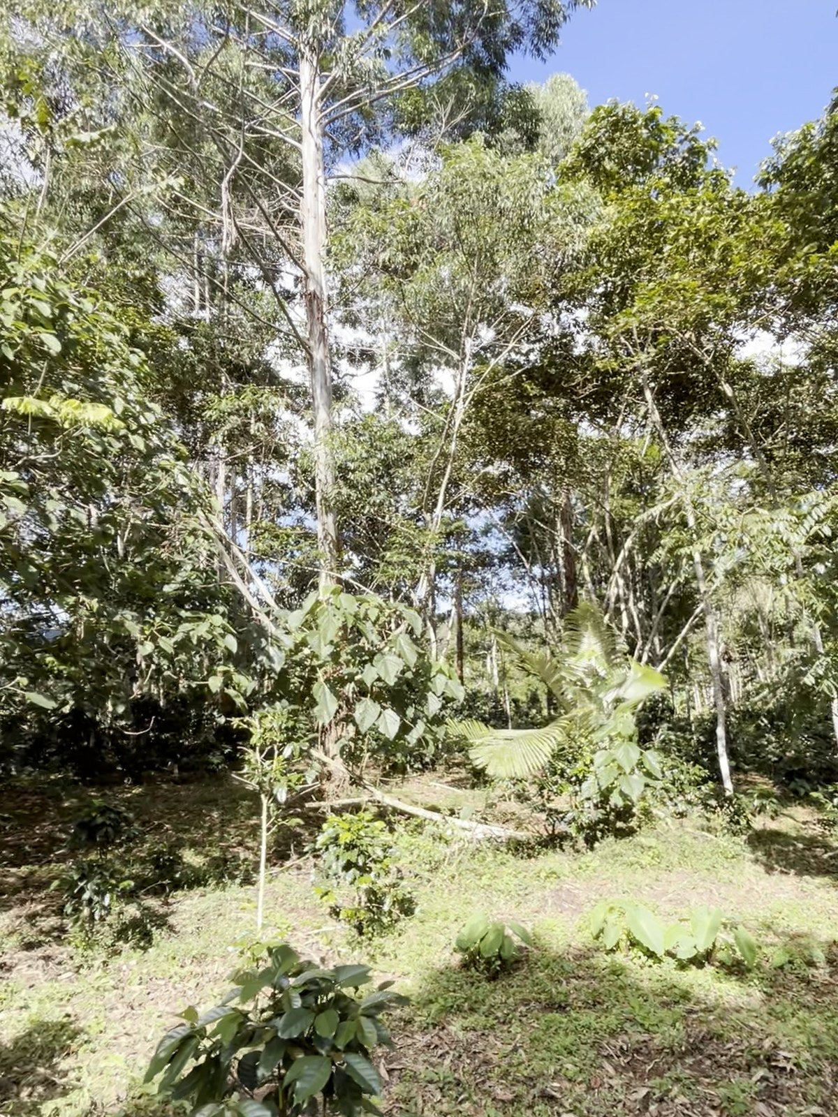 Cafetal joven creciendo bajo árboles de sombra